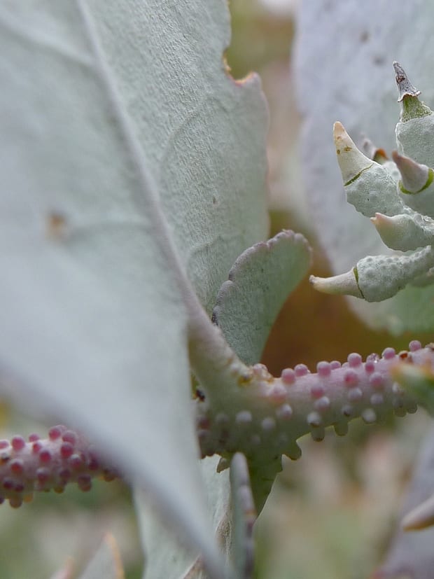 Eucalyptus buds and stems photographed close against a plain ground.