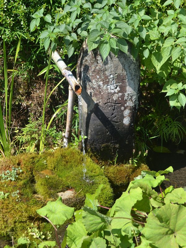 A bamboo spout pouring water over a mossy stone among broad green leaves