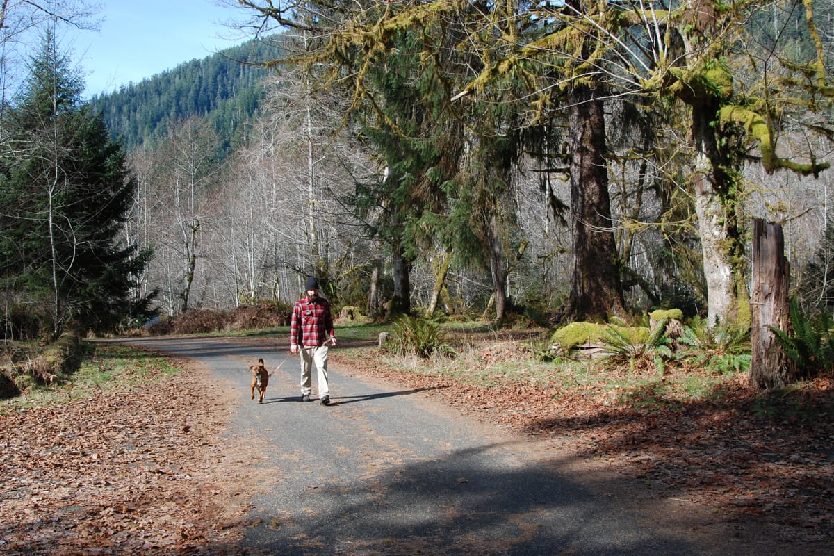 A person in a red checked coat walking a small dog along a quiet forest road.