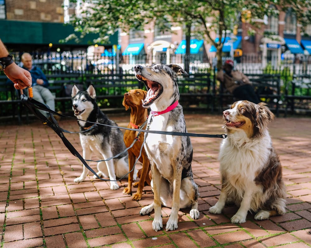 Four dogs of different sizes waiting together on their leads, held by a handler out of frame.