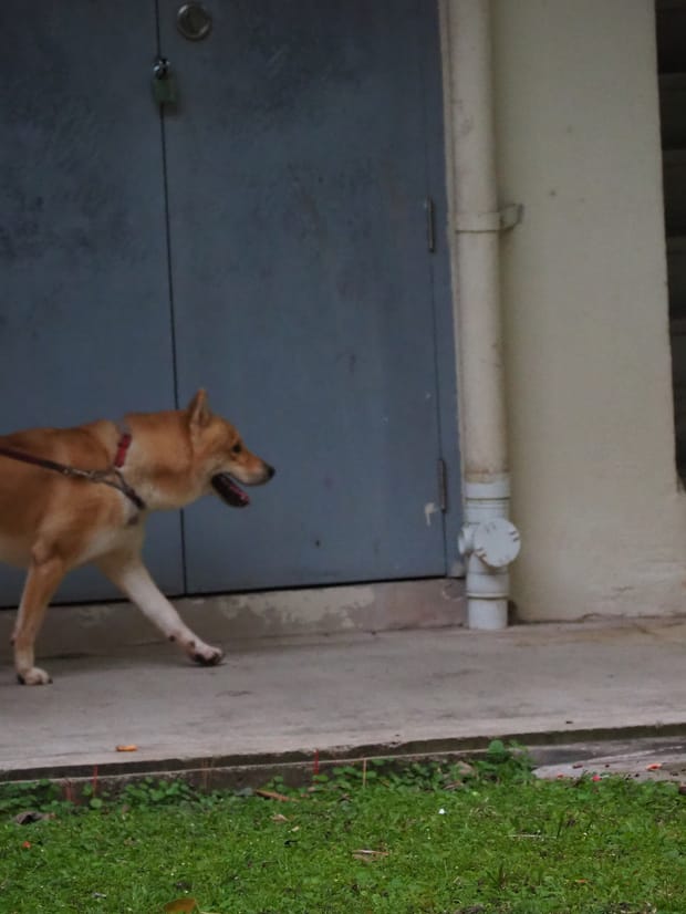 A dog on a loose lead walking ahead along a gravel path.