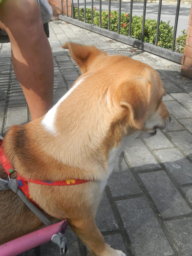 Two dogs on leads waiting beside a person standing on a path.