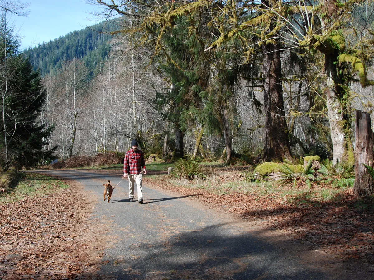 Walker and dog on a quiet tree-lined road