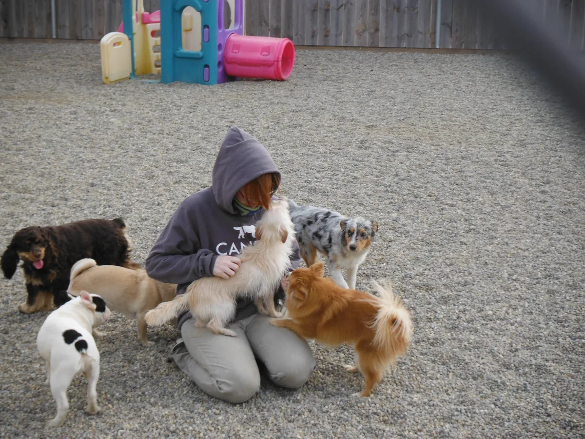 Small dogs gathered around a handler in the daycare yard