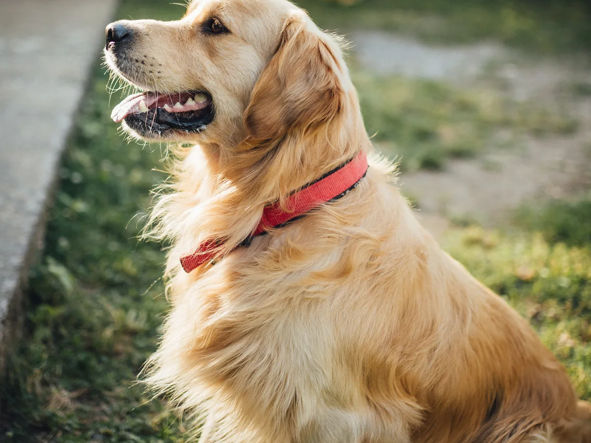 Golden retriever in a red collar resting in the sun