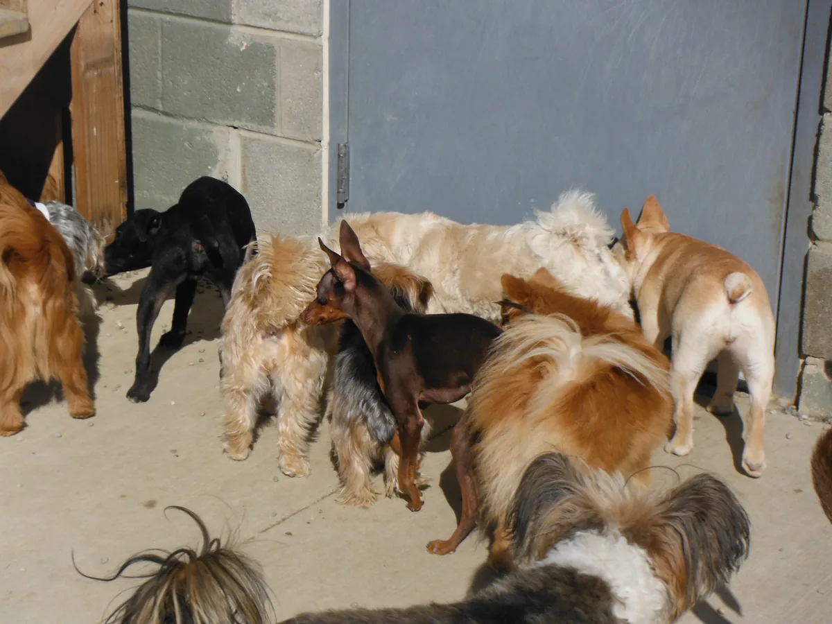 A mixed group of dogs greeting each other in the yard