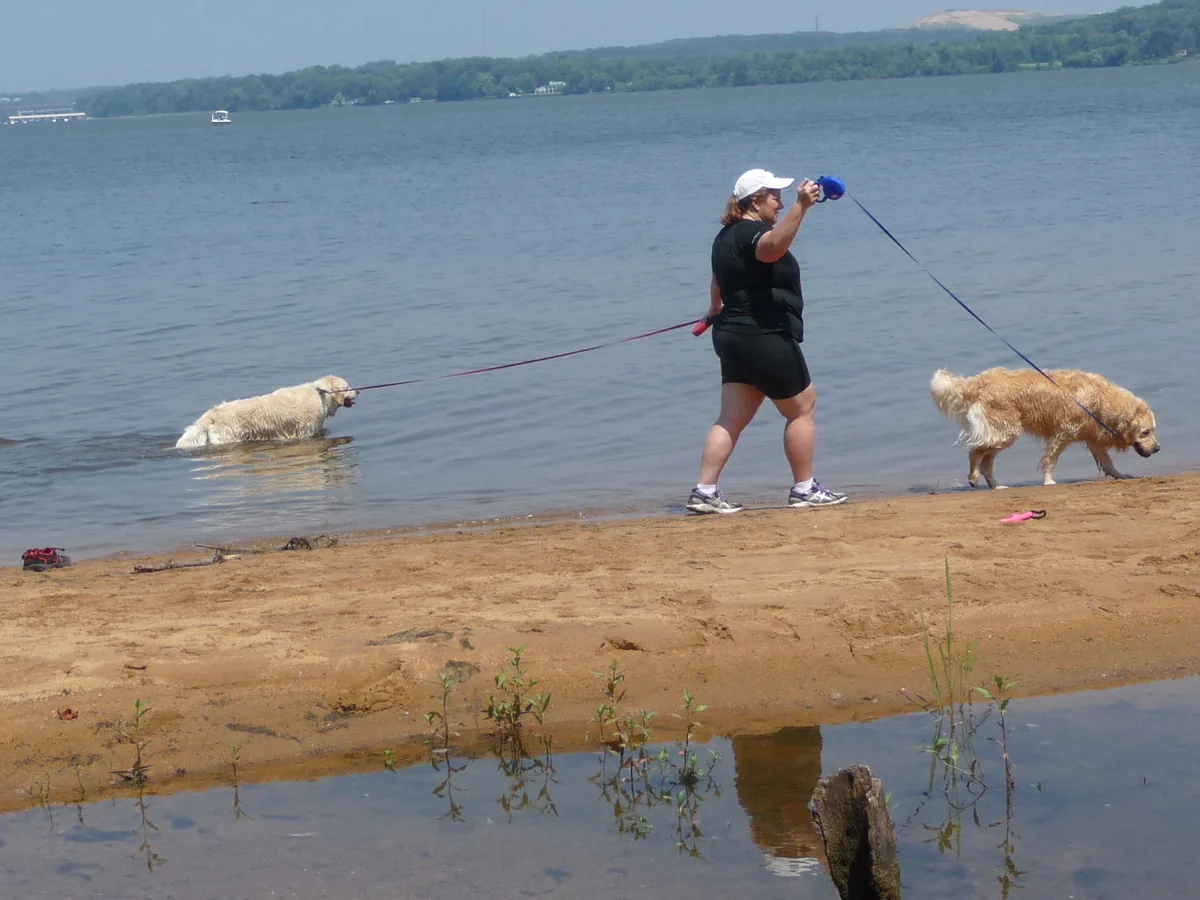 Walker taking two golden retrievers along the shoreline