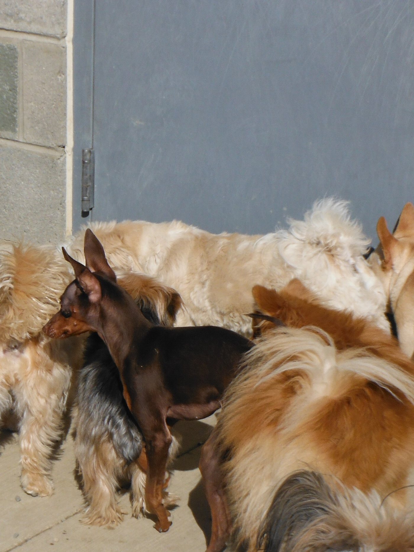 A close group of small dogs standing together outside a doorway before a group walk.