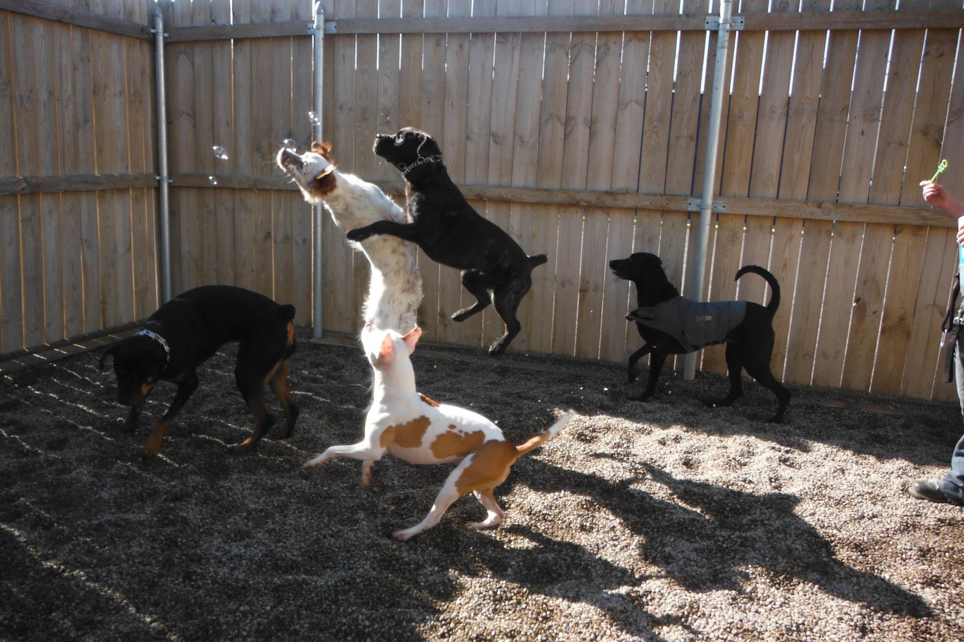 Five dogs leaping after soap bubbles in a fenced daycare yard.