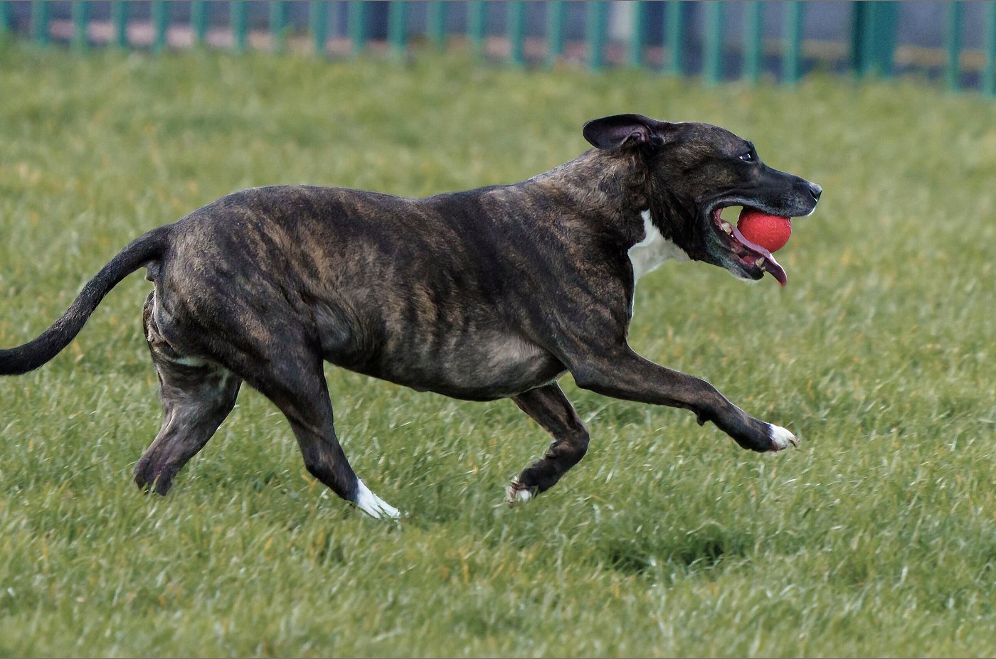 A brindle dog running across a grass field with a red ball in its mouth.