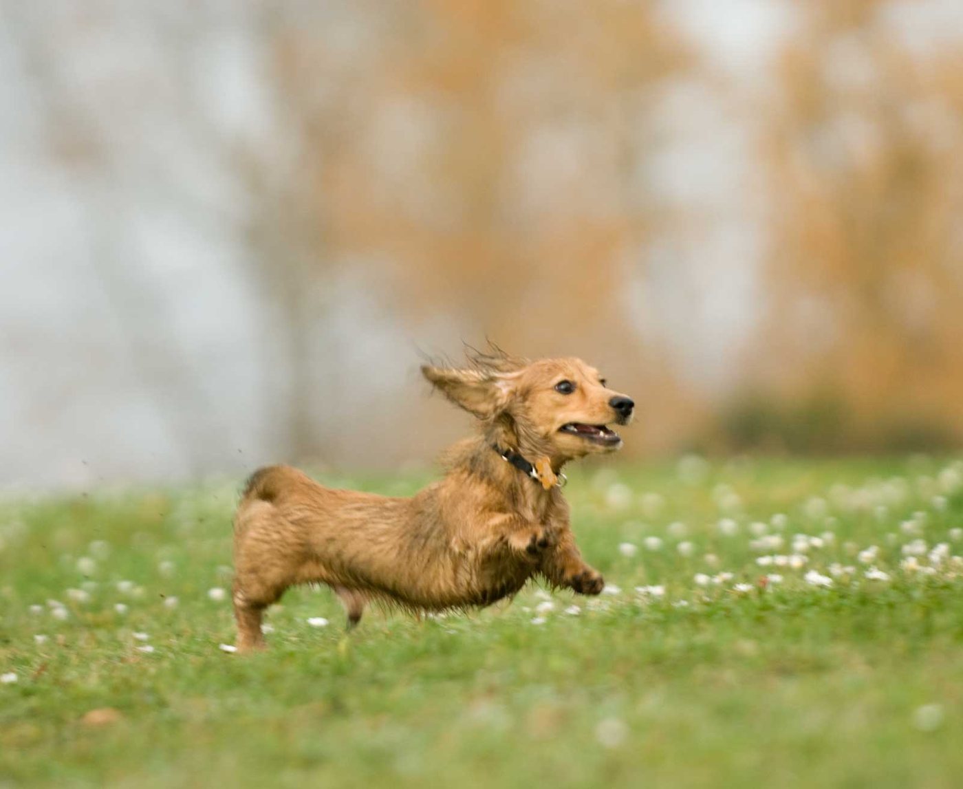 A long-haired dachshund running across a daisy-covered lawn.