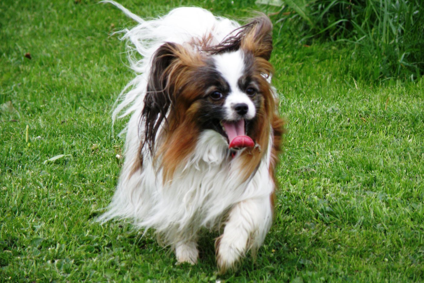 A papillon with flying ears running across a grass field.