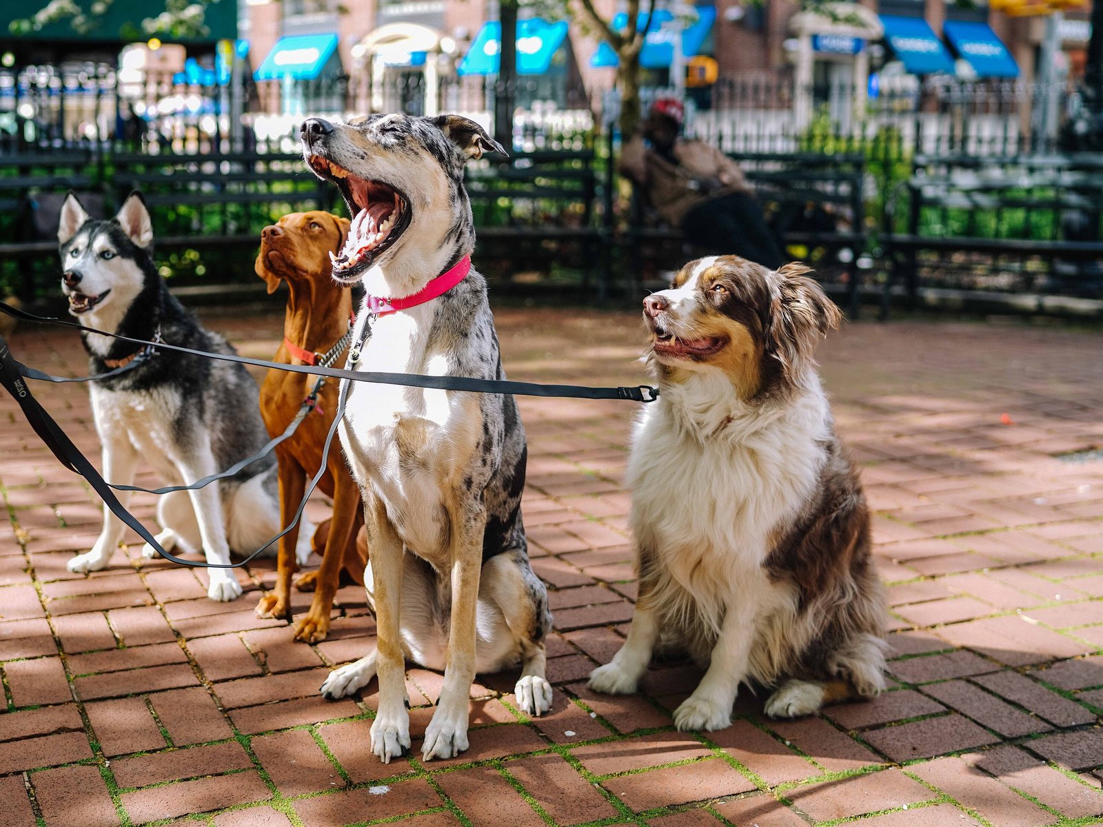Four leashed dogs sitting together on a sunny brick plaza, waiting for their walker.
