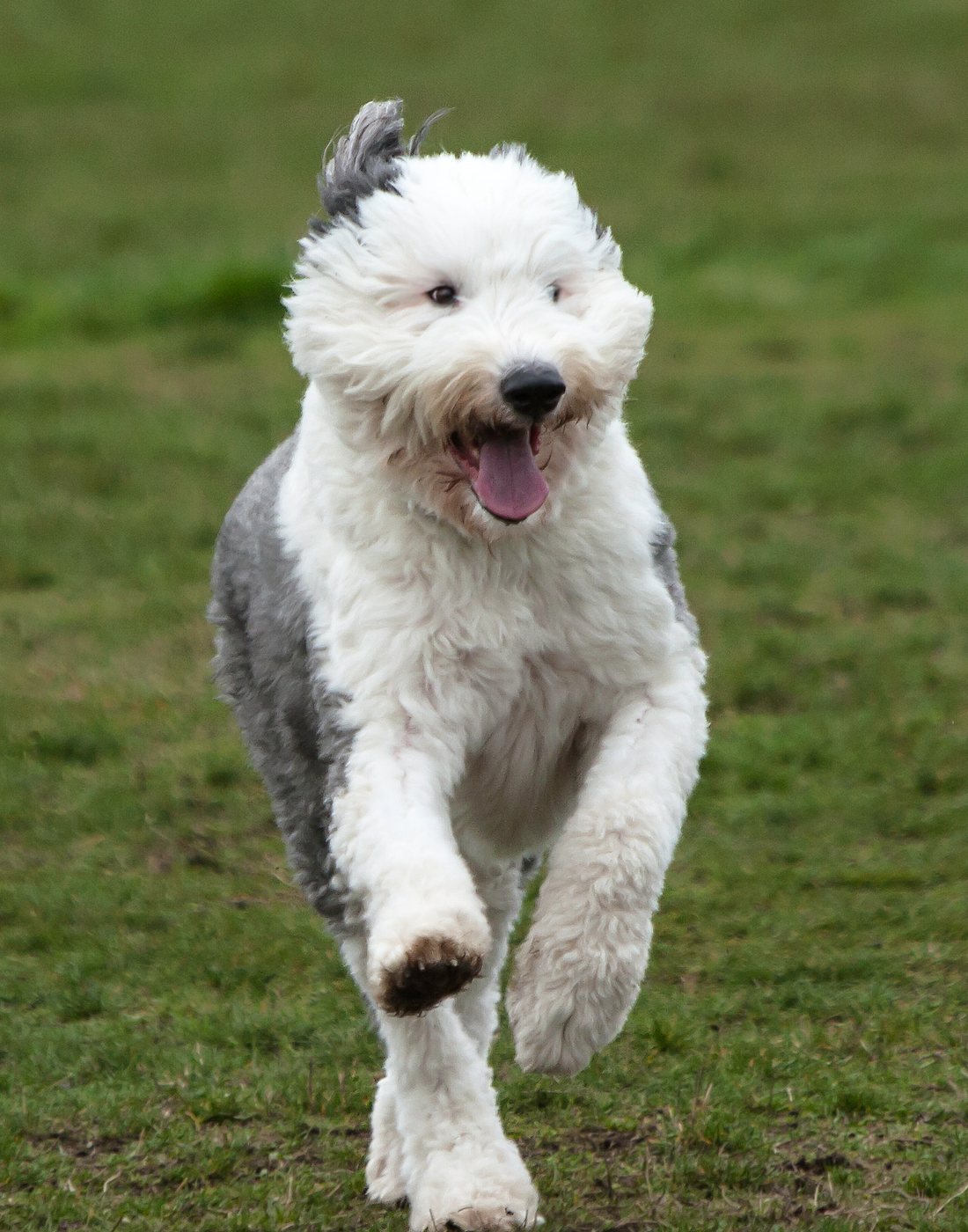 A shaggy grey and white sheepdog running toward the camera across a lawn.