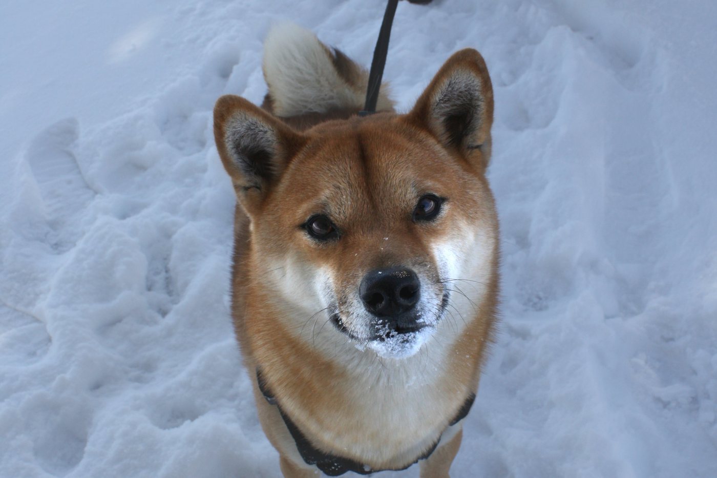 A red shiba inu on a leash looking up while standing in fresh snow.