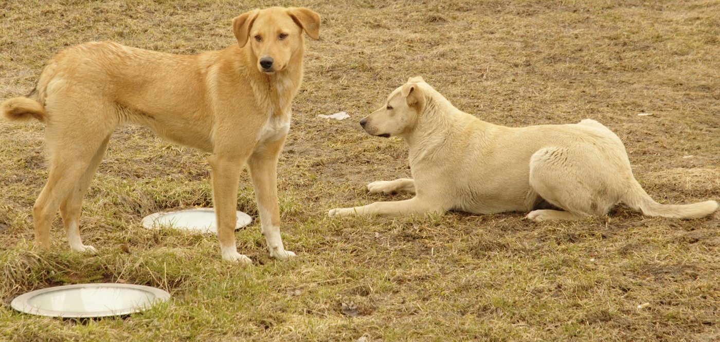 Two tan dogs resting together on winter grass beside their water bowls.
