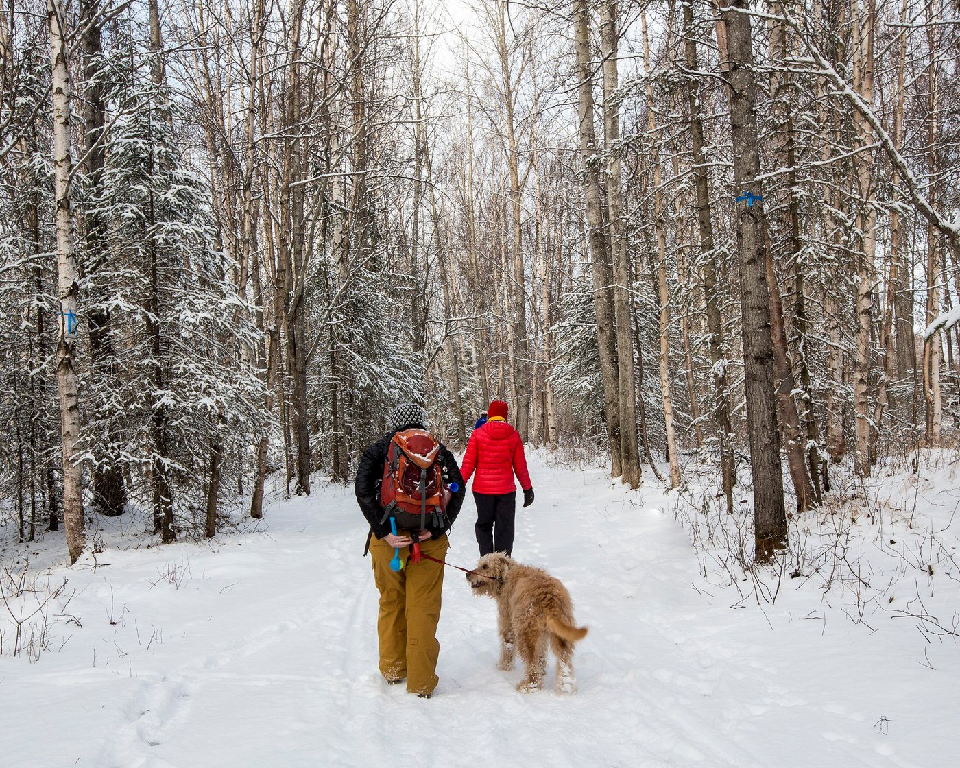 Two walkers and an apricot-coated dog on a snow-covered trail through the woods.