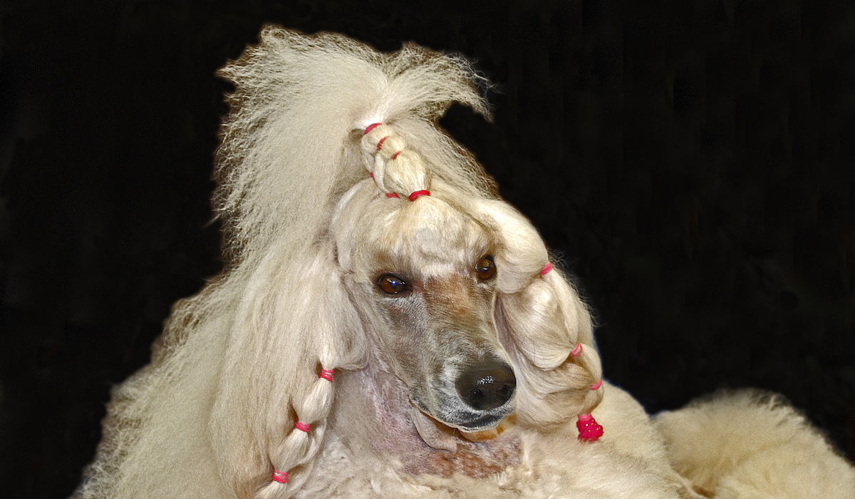 A white poodle in show trim on a black ground, the hair of its topknot held in pink wraps.