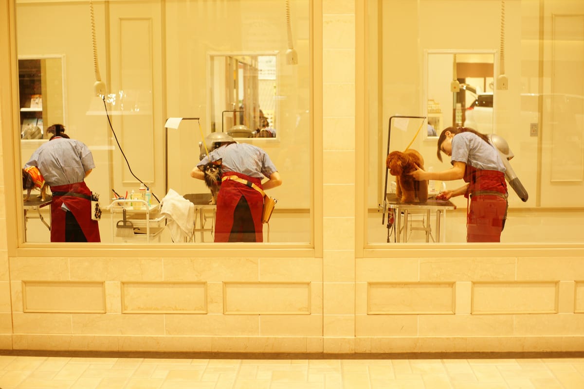 Three groomers at three grooming tables behind a salon window, one dog on each table.