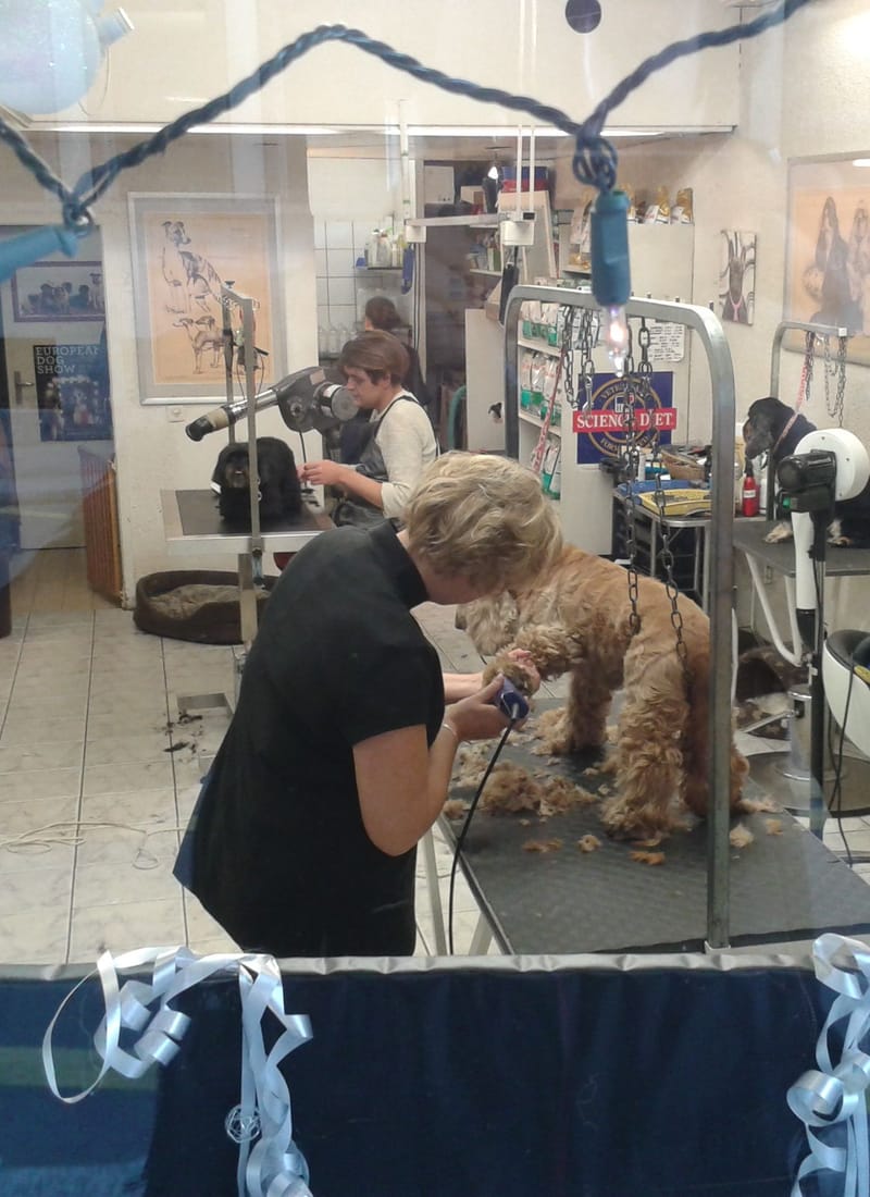 A groomer scissoring a curly-coated dog standing on a grooming table in a busy salon.