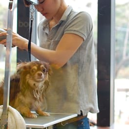 Salon detail: a small long-coated dog on a grooming table while a groomer dries it.