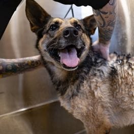 Salon detail: a soaked German shepherd standing in a steel bath, a groomer's arm steadying its shoulder.