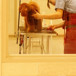 Salon detail: a groomer working on a dog at a grooming table.