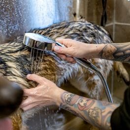 Salon detail: a hand shower rinsing lather out of a German shepherd's coat.