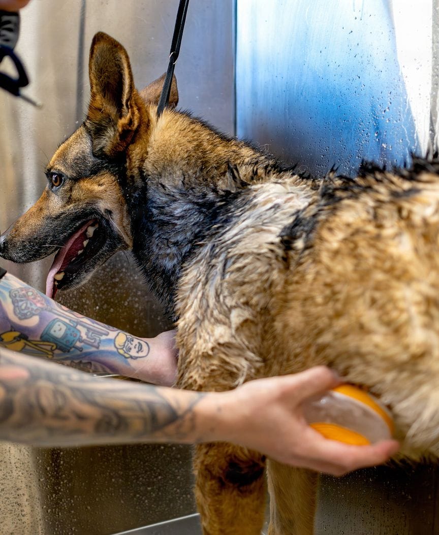 A German shepherd lathered on a steel bath table while a tattooed hand works shampoo into its coat with an orange brush.