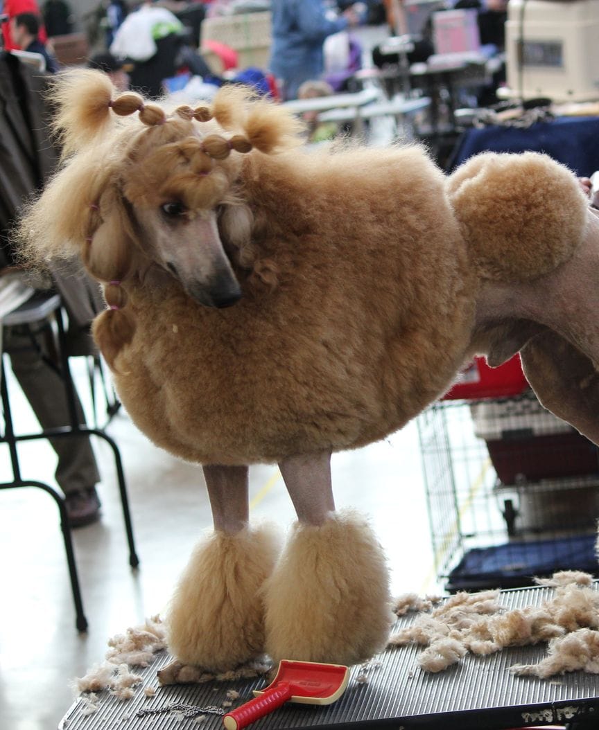 An apricot standard poodle standing on a grooming table in a freshly scissored trim, clippings on the table beside it.
