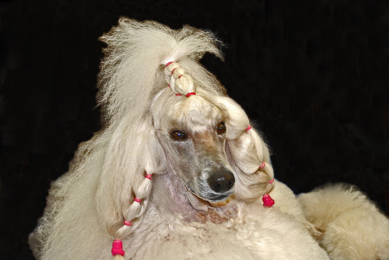 A white poodle in a full show trim with a raised topknot and small bows.