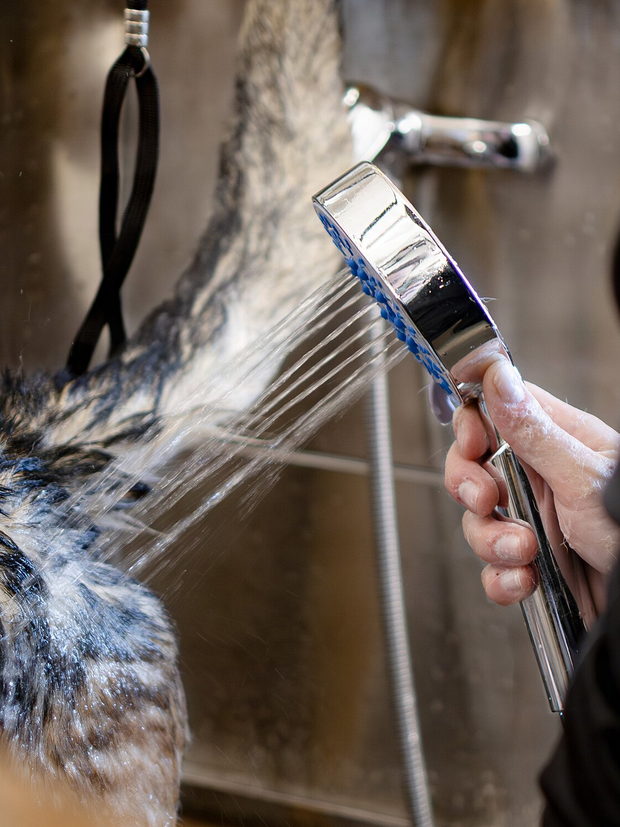 A forearm holding a spray head against the coat of a wet dog in a stainless steel bath.