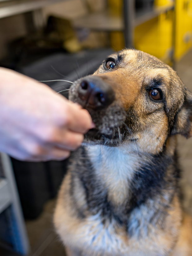 A hand held out flat at a dog's muzzle, photographed close, with the rest of the person out of frame.