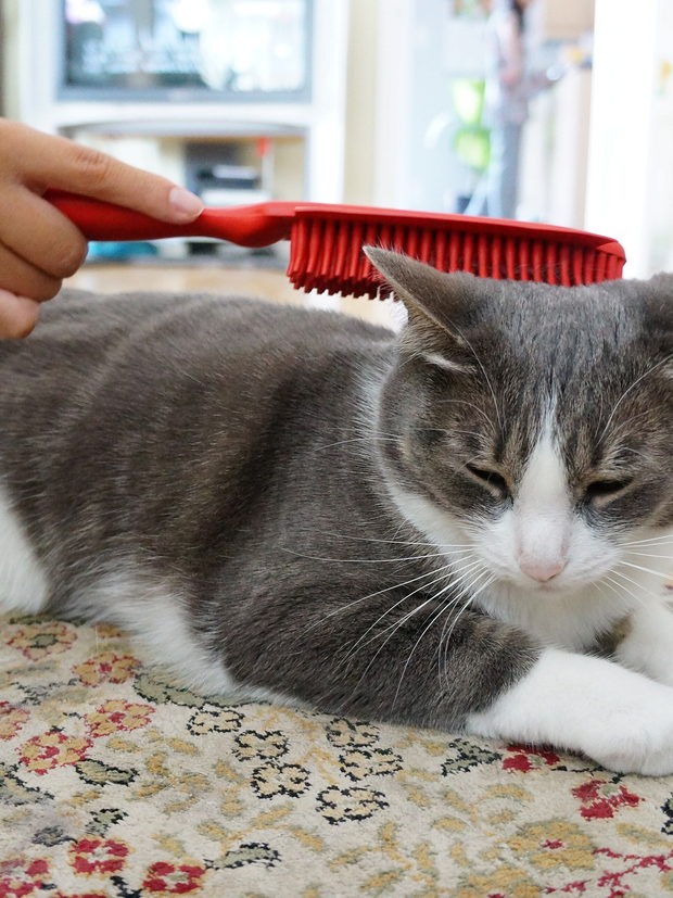 A hand drawing a red brush along the back of a grey and white cat lying on a patterned rug.