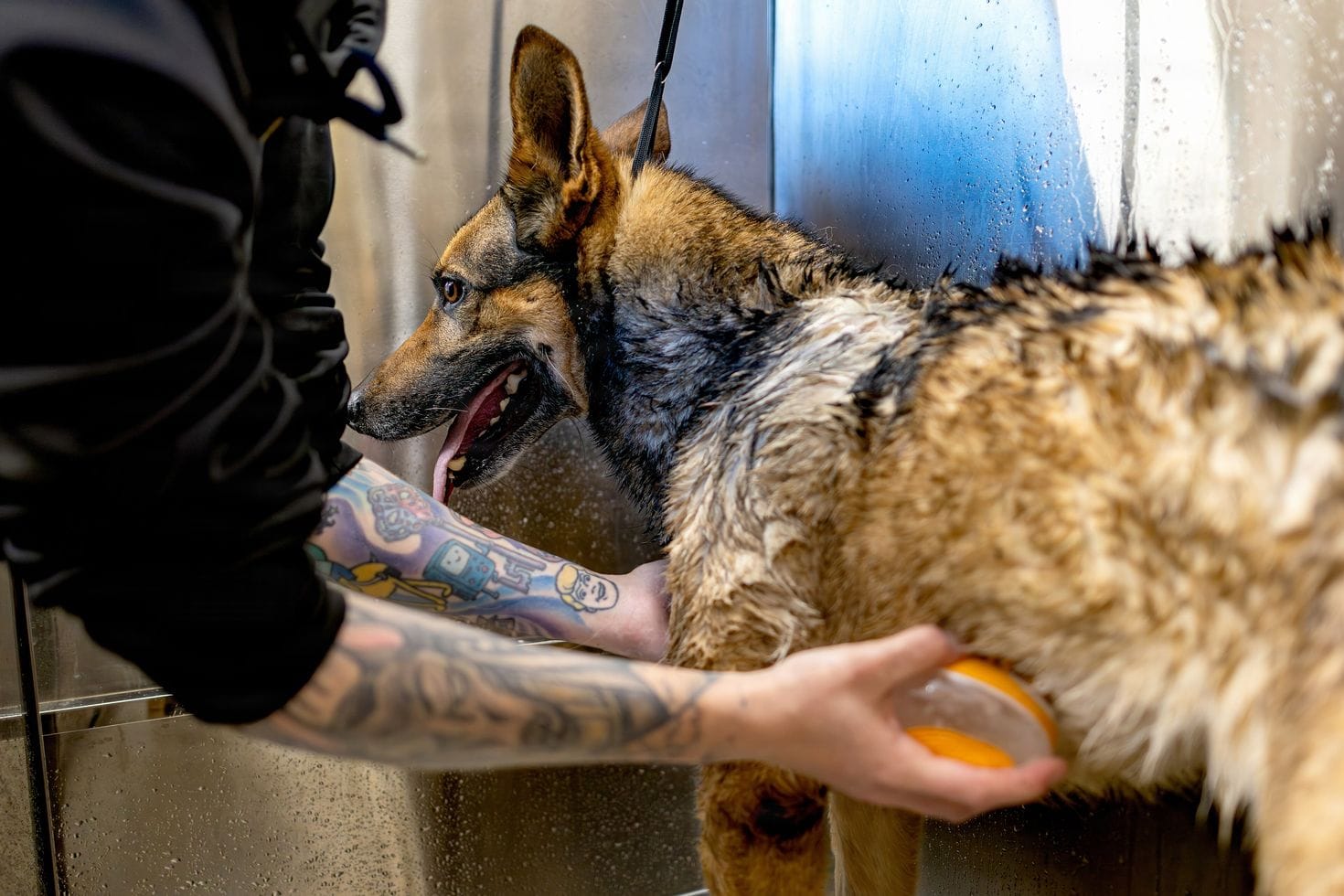 A groomer brushing conditioner through a wet German shepherd’s coat with an orange brush.