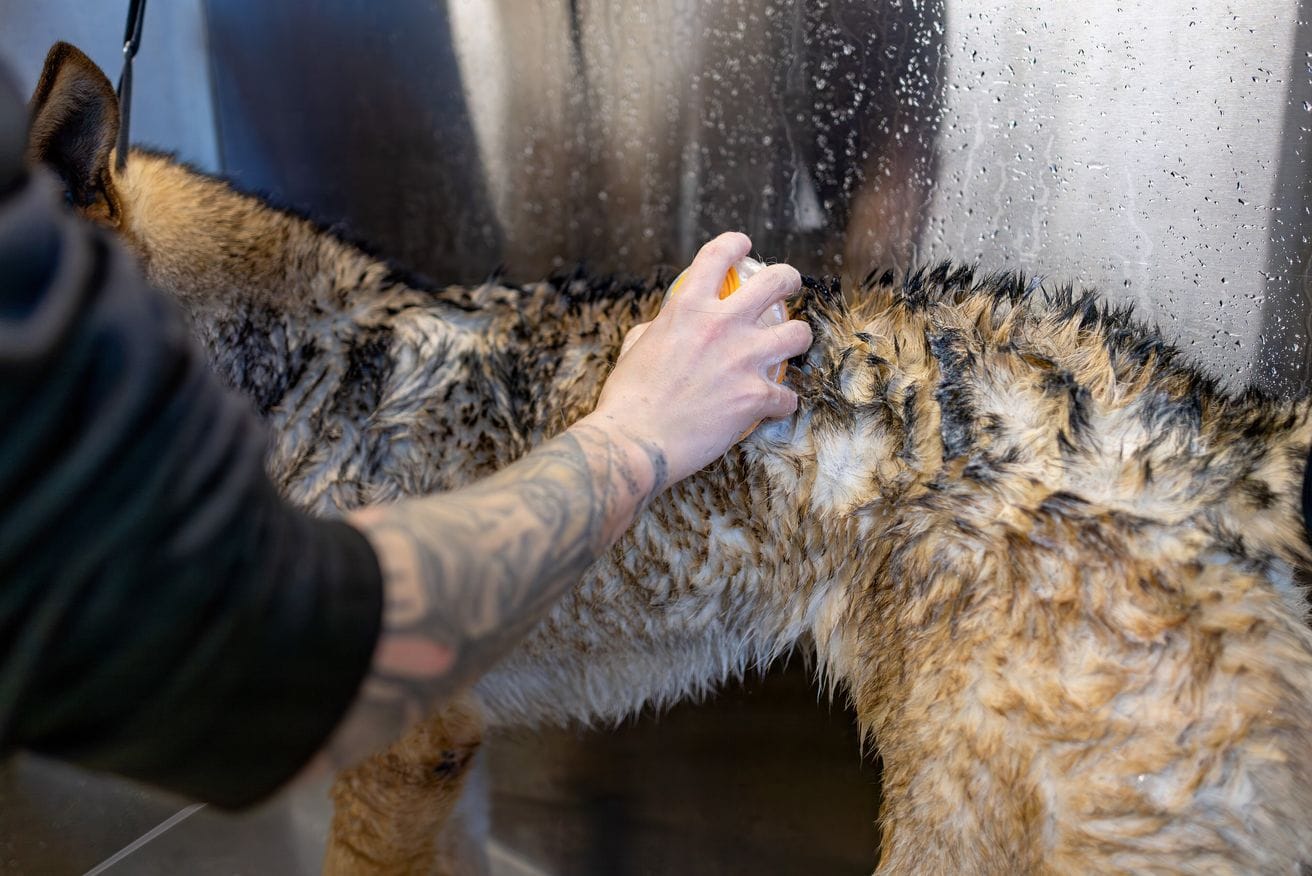 A groomer’s tattooed forearm working shampoo into a wet dog’s coat in a steel tub.