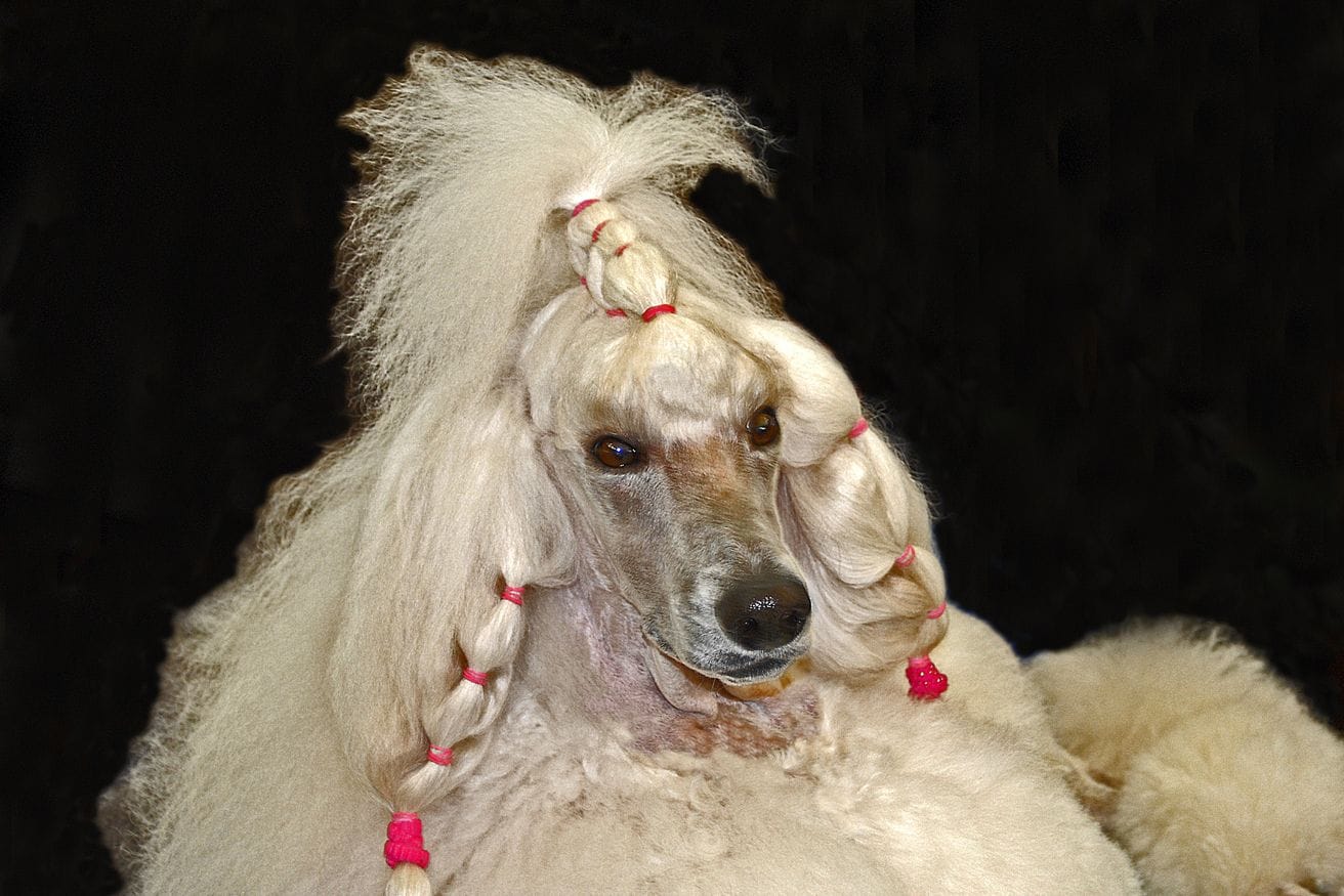 A white poodle with a banded and braided topknot photographed against a black background.