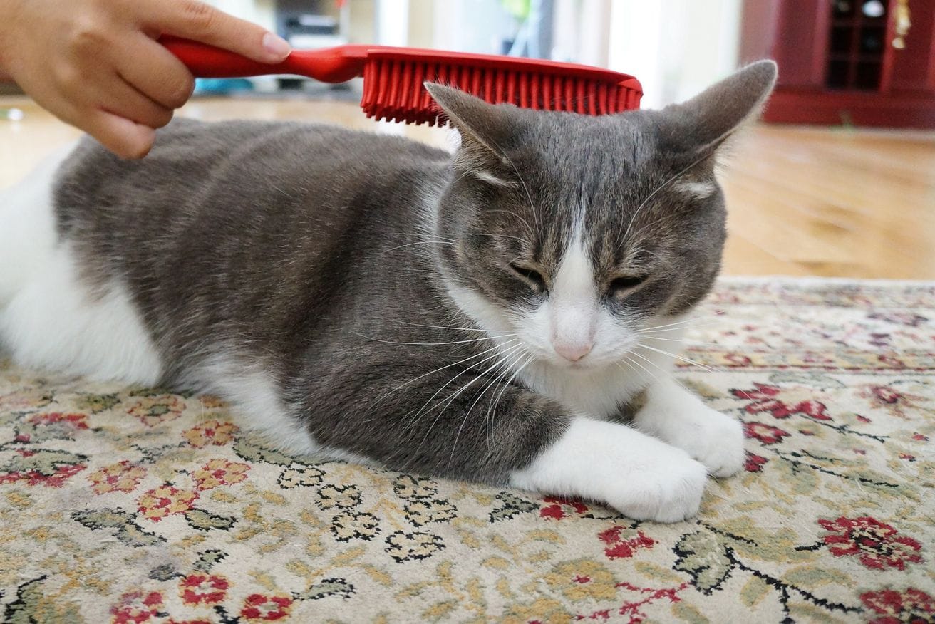 A grey and white cat lying on a rug while its coat is brushed with a red brush.