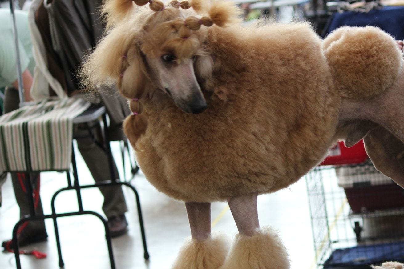An apricot poodle in a show clip standing on a grooming table beside cut hair.