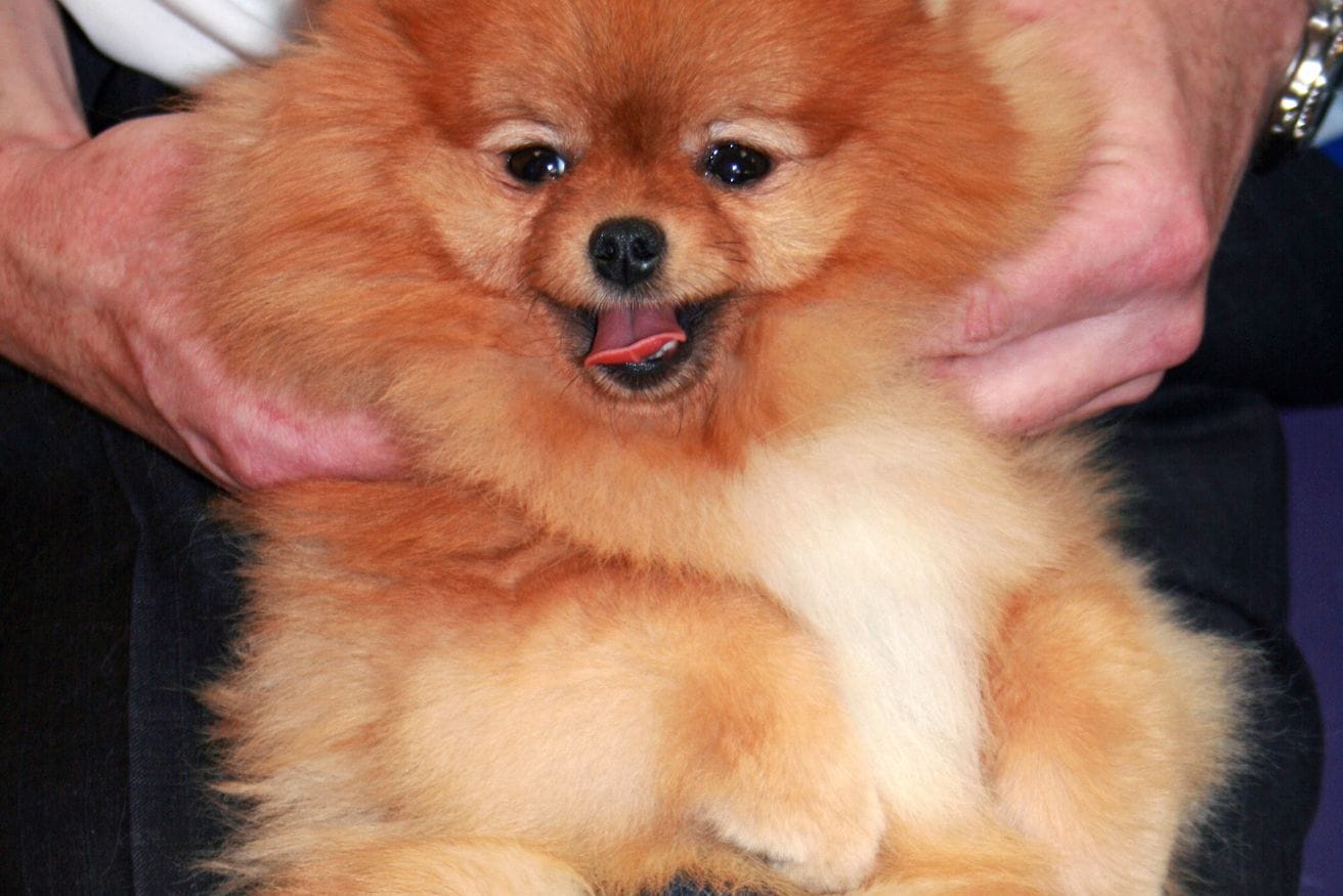 A fluffy orange Pomeranian held up to show its brushed-out double coat.