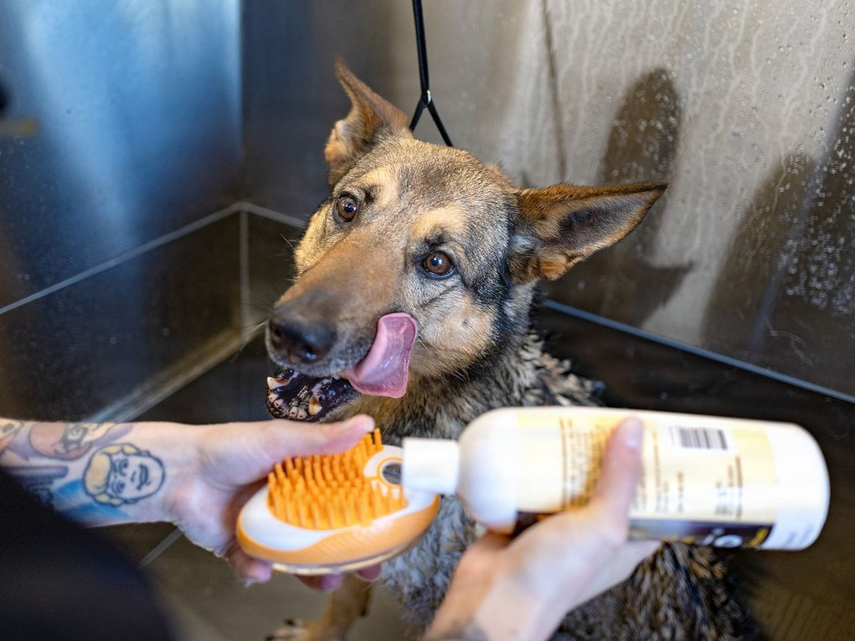 A German shepherd licking its nose while shampoo is poured onto an orange grooming brush.
