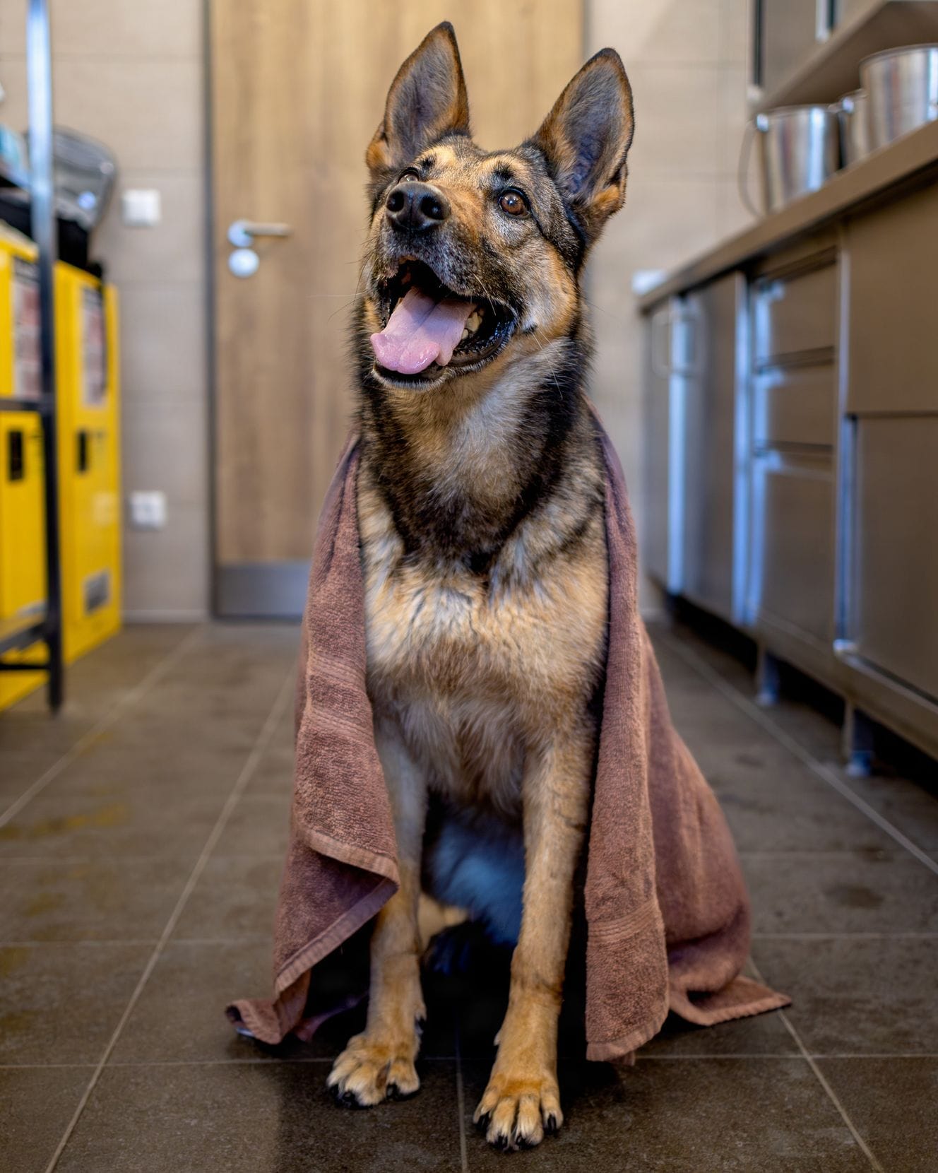 A German shepherd sitting wrapped in a white towel after a bath.