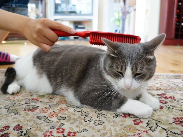 A cat being brushed along the back with a soft brush.