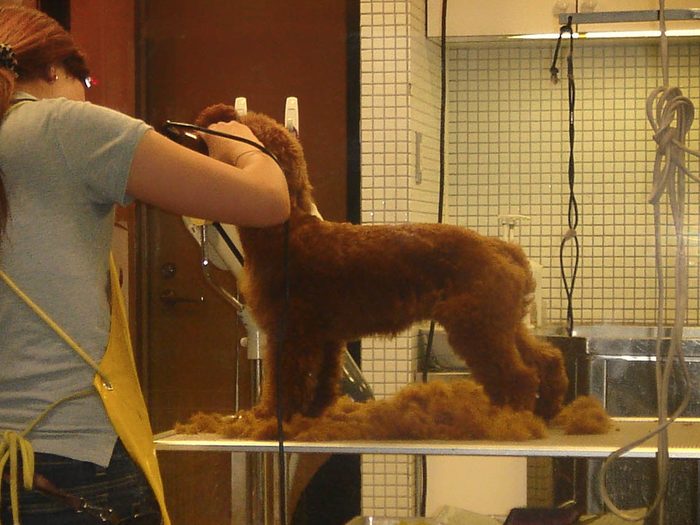 A groomer clipping a red toy poodle on a salon table, the coat coming away in heaps beside it.