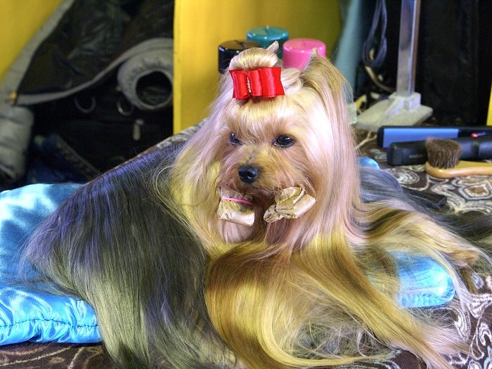 A Yorkshire terrier in a full-length silky coat lying on a grooming table beside a brush and clippers.