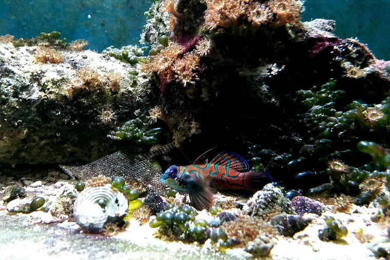 A saltwater display aquarium with live rock and a small mandarin goby.