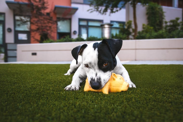 A dog lying on grass chewing a yellow rubber toy.