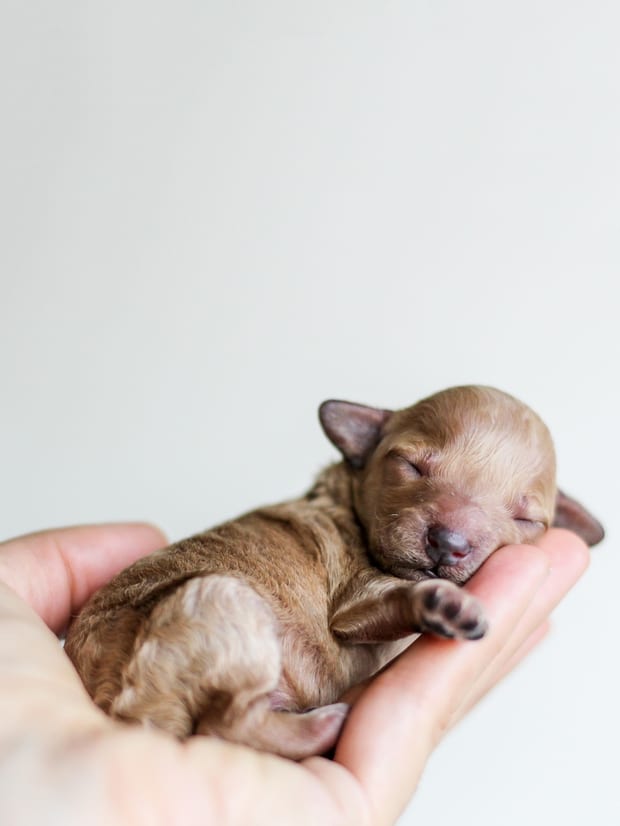 A very young puppy asleep in an open palm.