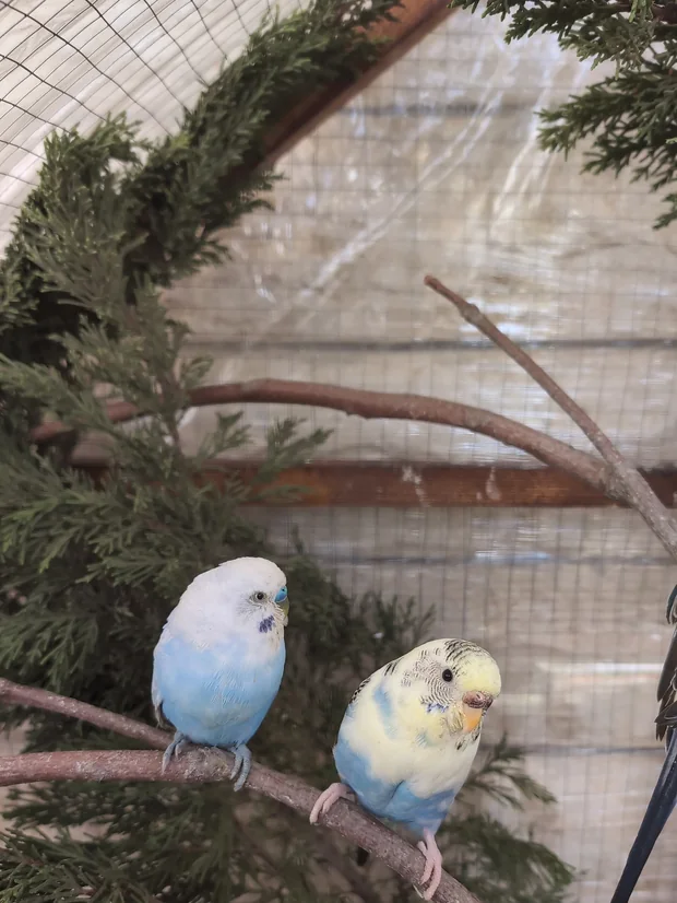 Two budgerigars perched on a branch inside a wire cage.
