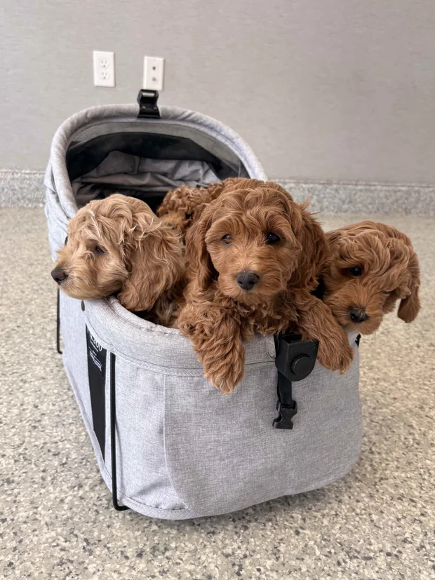 Four young puppies looking out of a soft-sided pet carrier.